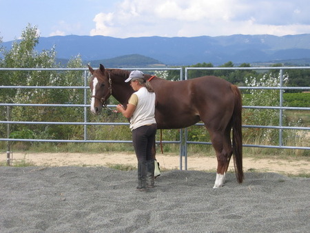 Équitation éthologique dans le Lot-et-Garonne