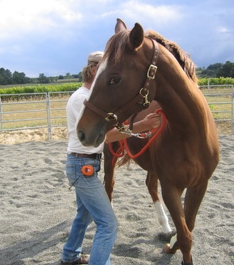 Apprendre à connaître son cheval près de la Dordogne