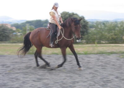 Méthode respectueuse équitation