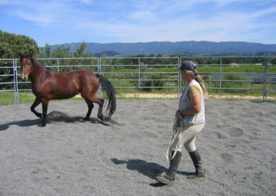 Technique éthologique équitation