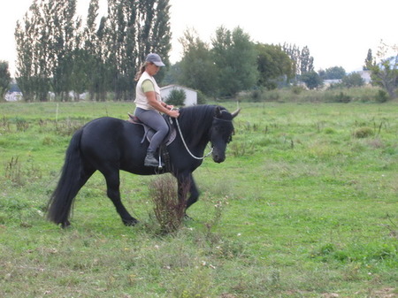 Relation au cheval en Nouvelle-Aquitaine