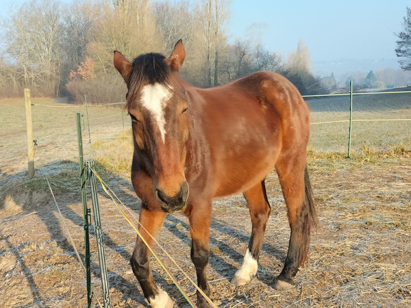 Relation au cheval en Nouvelle-Aquitaine