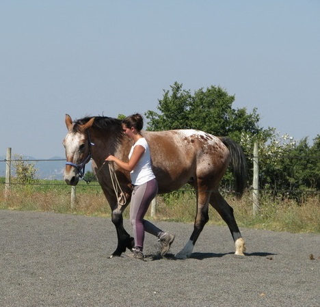 Apprendre à communiquer avec son cheval dans le Lot-et-Garonne