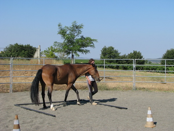 Équitation éthologique dans le Lot-et-Garonne