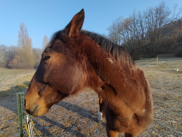 Relation au cheval en Nouvelle-Aquitaine