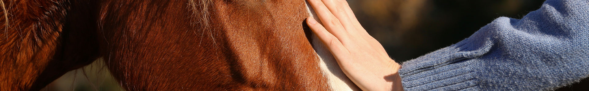 Relation au cheval en Nouvelle-Aquitaine