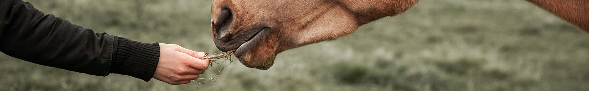 Apprendre à communiquer avec son cheval dans le Lot-et-Garonne