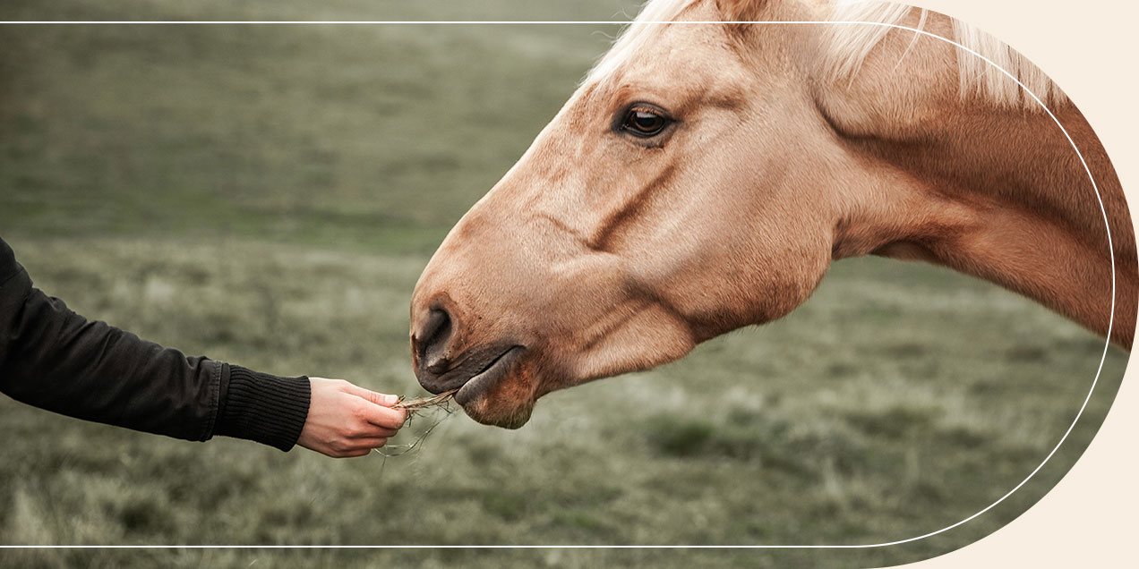 Équitation éthologique dans le Lot-et-Garonne